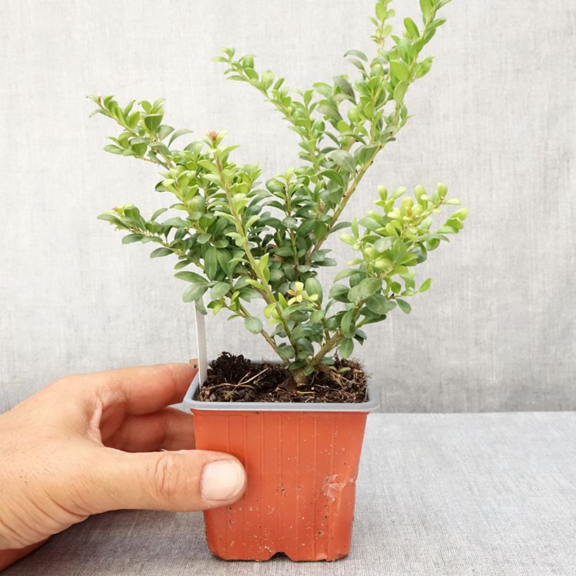 Crenate Holly - Ilex crenata Convexa 8/9 cm pot sample as delivered in summer