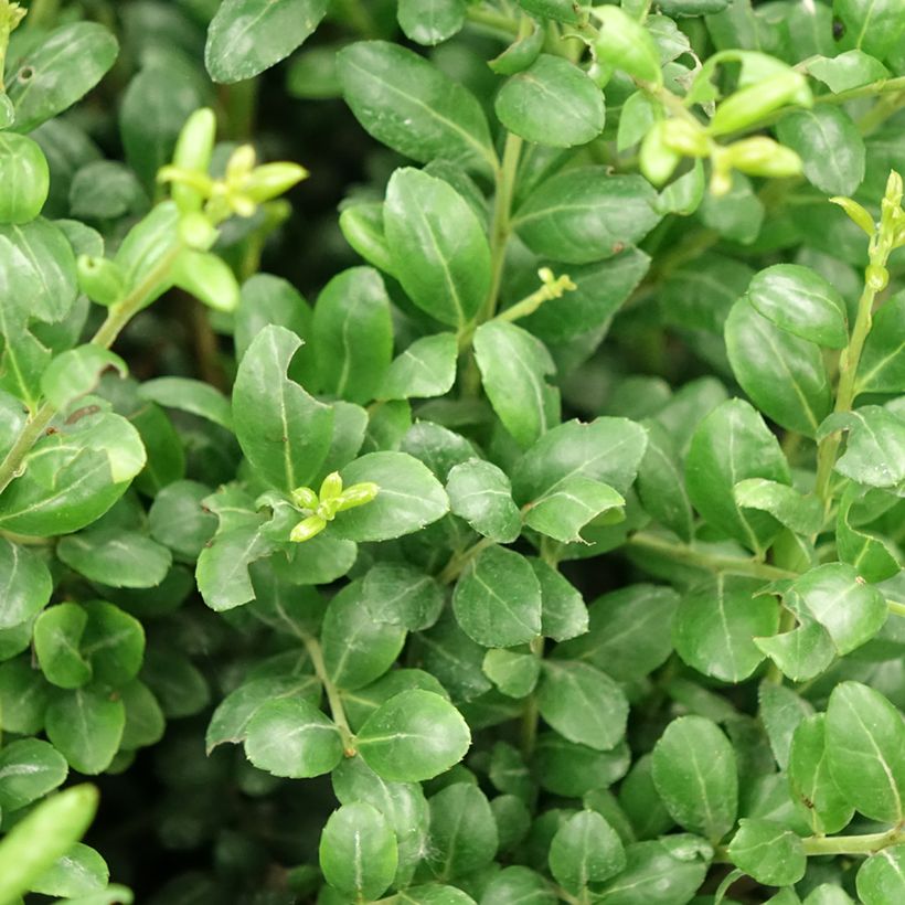 Ilex crenata Convexa - Japanese Holly (Foliage)