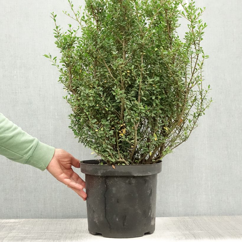 Ilex crenata Green Hedge - Japanese Holly 7.5L/10L pot sample as delivered in summer