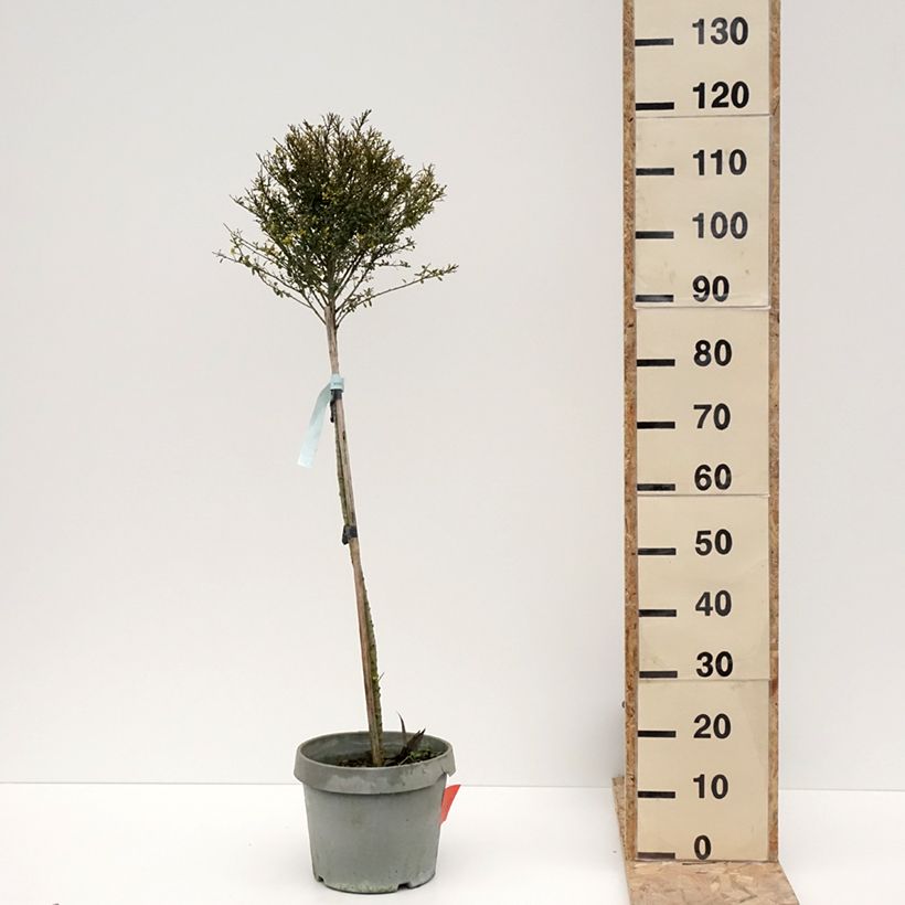 Ilex crenata Kinme 7.5L/10L potShipped height around 50/+cm sample as delivered in winter