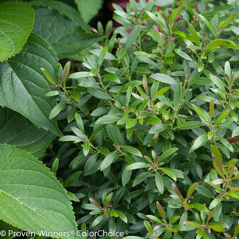 Ilex glabra Gem Box -  Inkberry (Foliage)