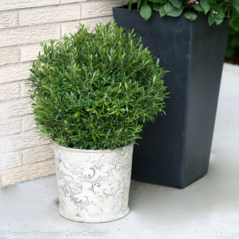 Ilex glabra Gem Box -  Inkberry (Plant habit)