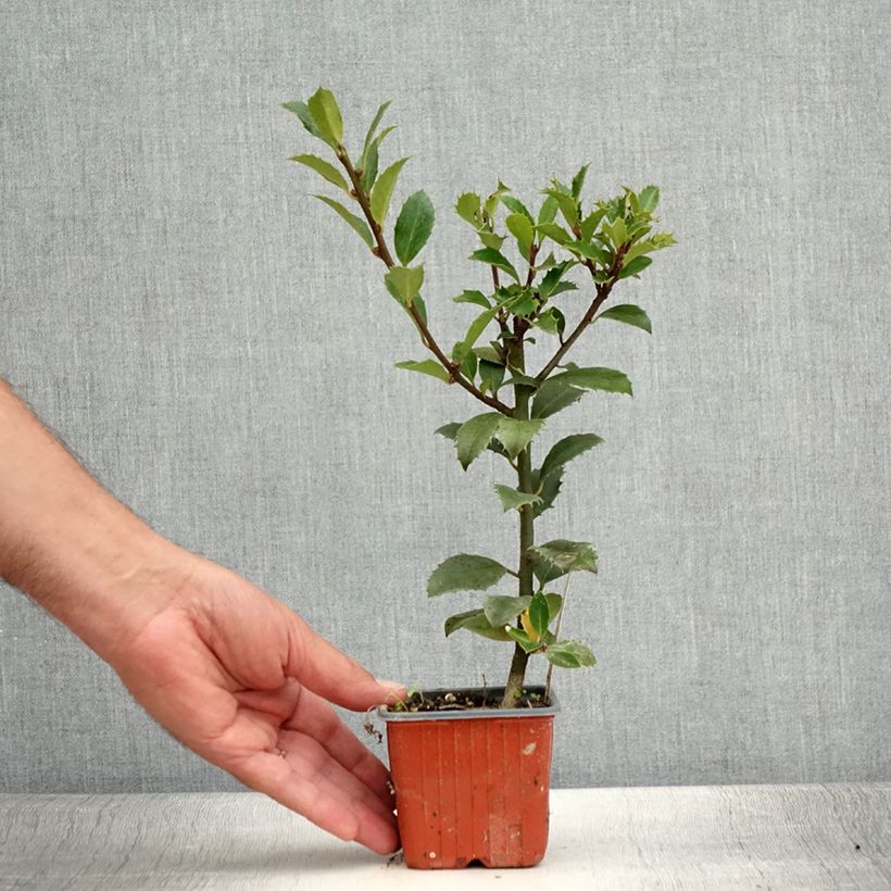 Ilex x meserveae Heckenpracht - Blue Holly 8/9 cm pot sample as delivered in summer