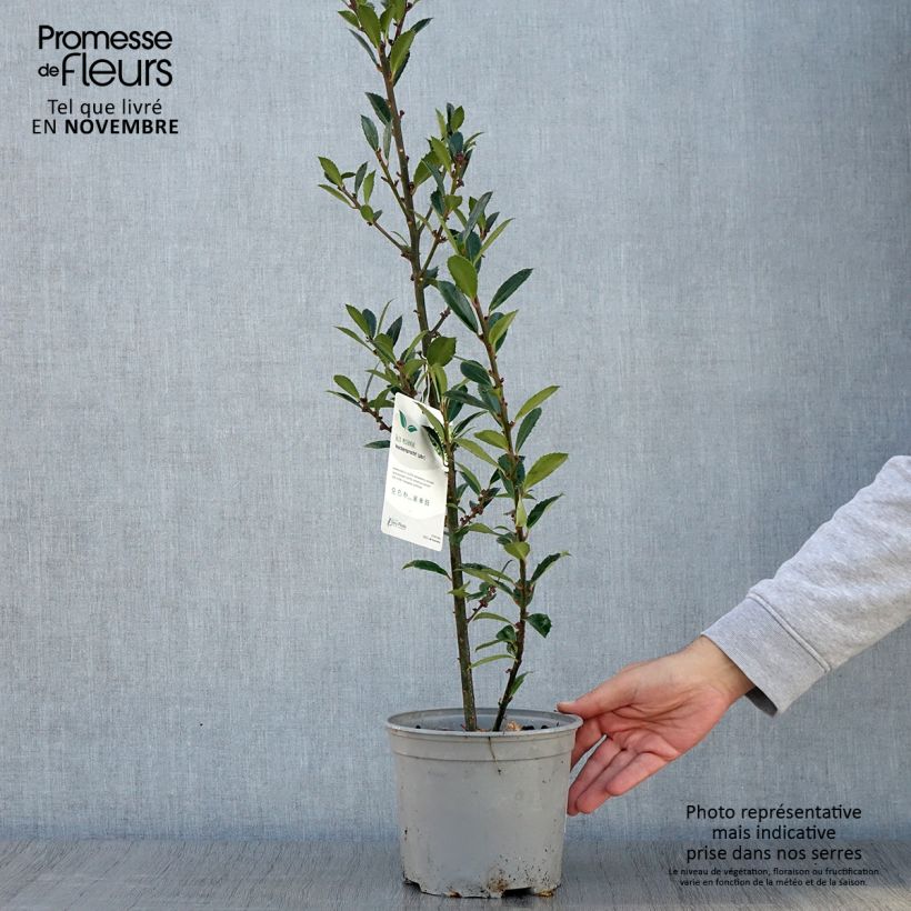 Houx - Ilex x meserveae Heckenpracht Pot de 2L/3L sample as delivered in autumn