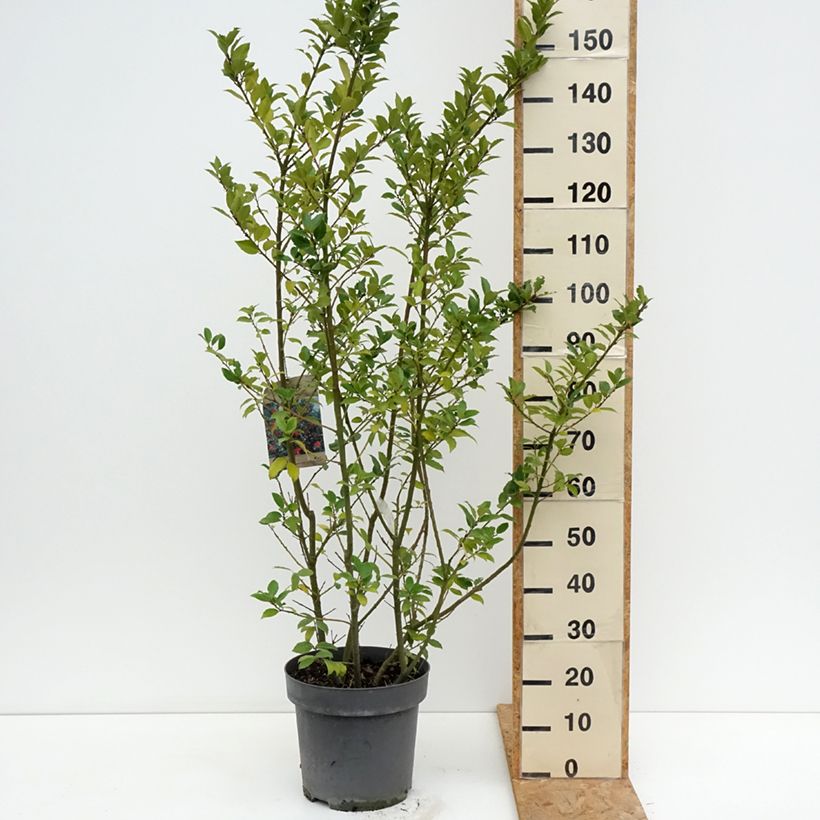Ilex  meserveae Mesid - Blue Holly 7.5L/10L pot sample as delivered in summer