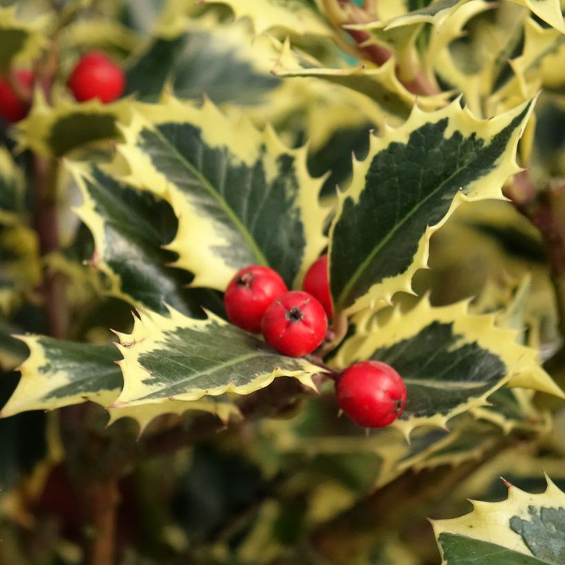 Ilex aquifolium Argenteomarginata - Common Holly (Harvest)