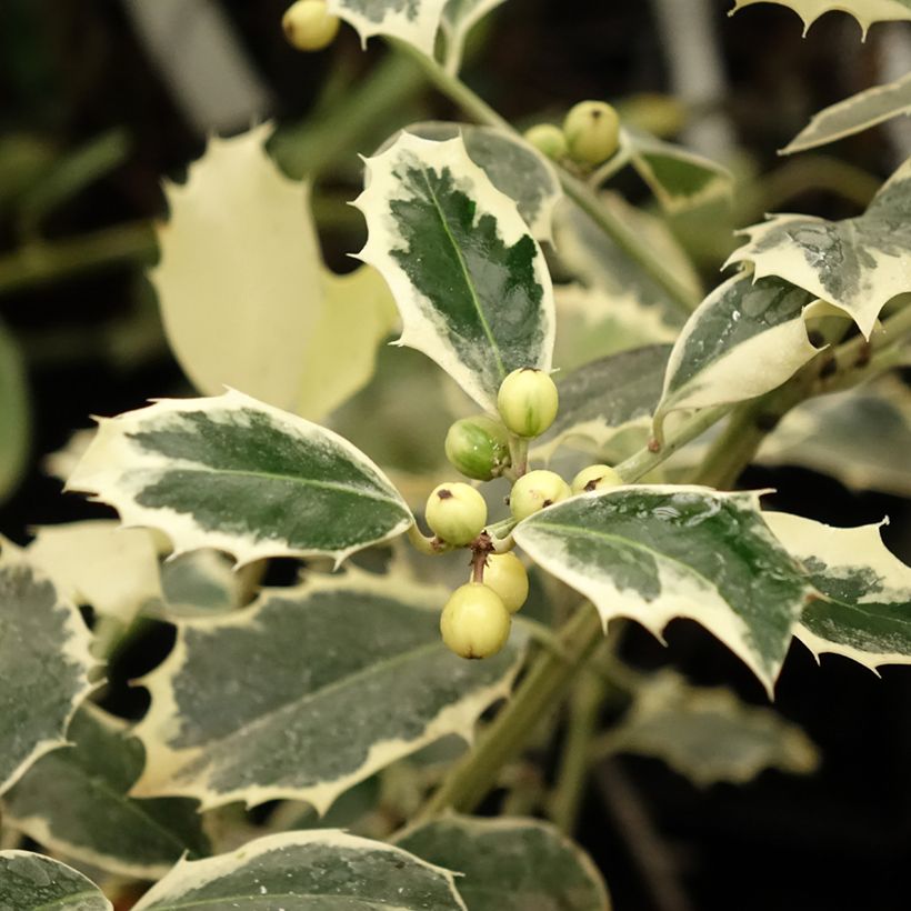 Ilex aquifolium Argenteomarginata - Common Holly (Foliage)