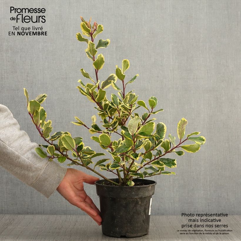 Houx panaché - Ilex Golden King Pot de 2L/3L sample as delivered in autumn