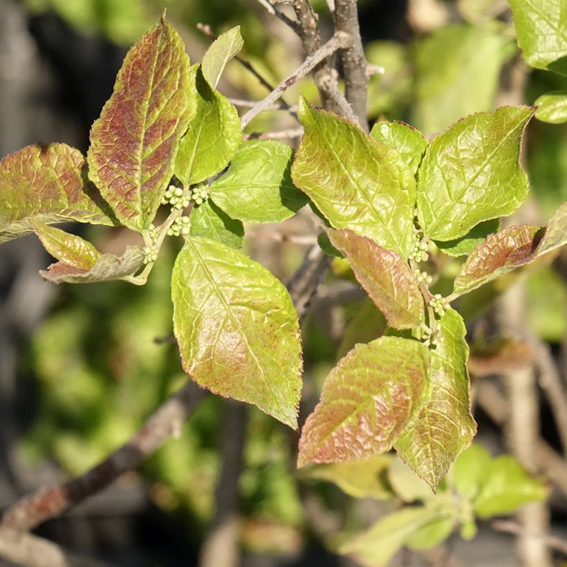 Ilex verticillata Oosterwijk - Winterberry (Foliage)