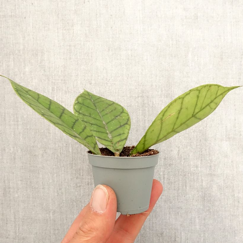 Hoya callistophylla - Wax plant Mini-plante sample as delivered in spring