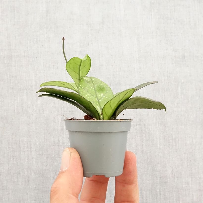 Hoya callistophylla Sabah - Wax plant Mini-plante sample as delivered in spring