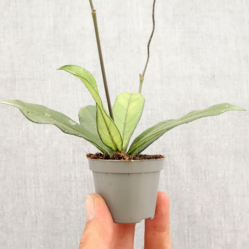 Hoya crassipetiolata - Wax plant Mini-plante sample as delivered in spring