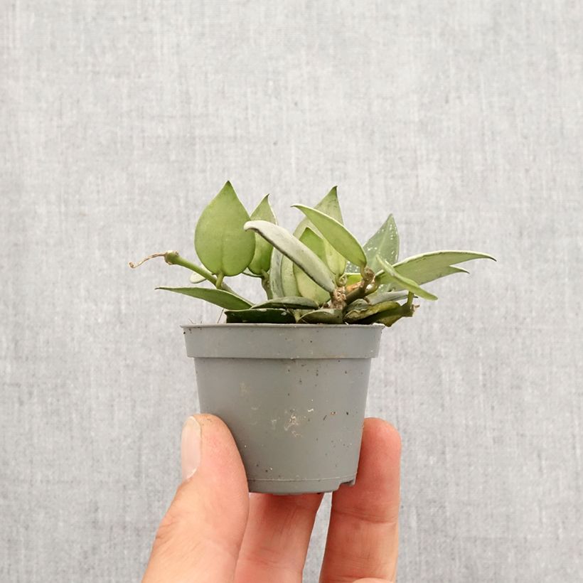 Hoya krohniana Eskimo - Wax plant Mini-plante sample as delivered in spring