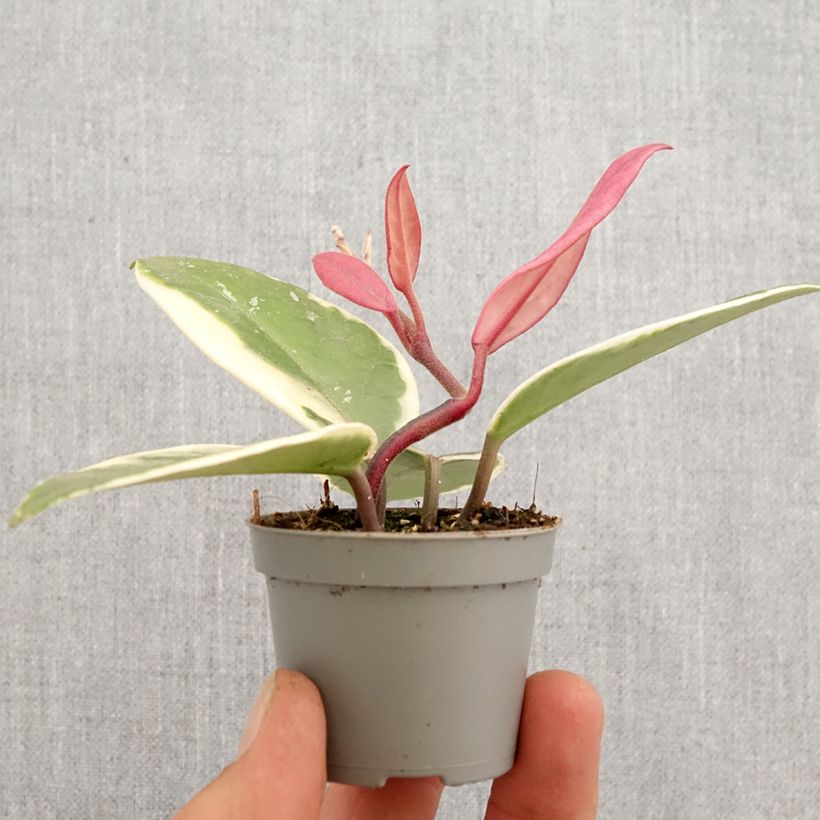 Hoya carnosa Flamingo Dream - Wax plant Mini-plante sample as delivered in spring