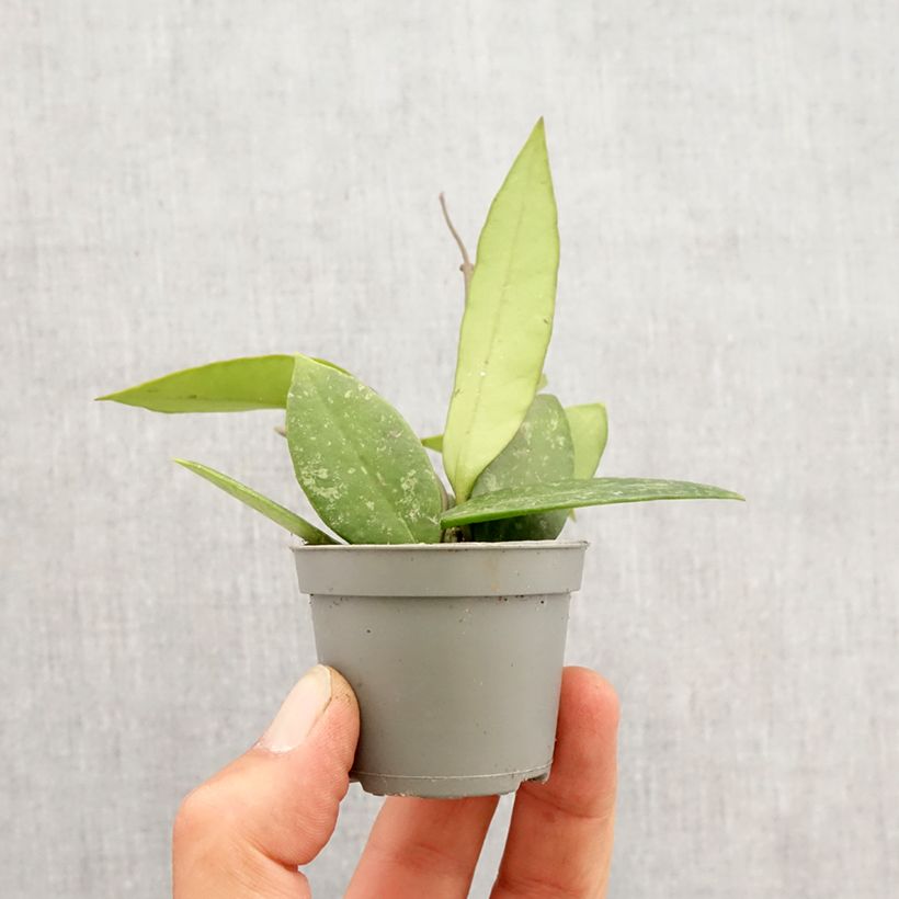 Hoya gracilis - Wax plant Mini-plante sample as delivered in spring