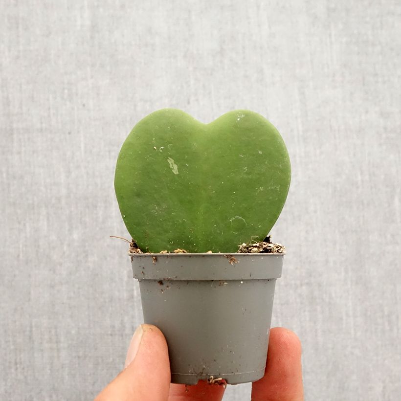 Hoya kerrii - Hoya heart Mini-plante sample as delivered in spring