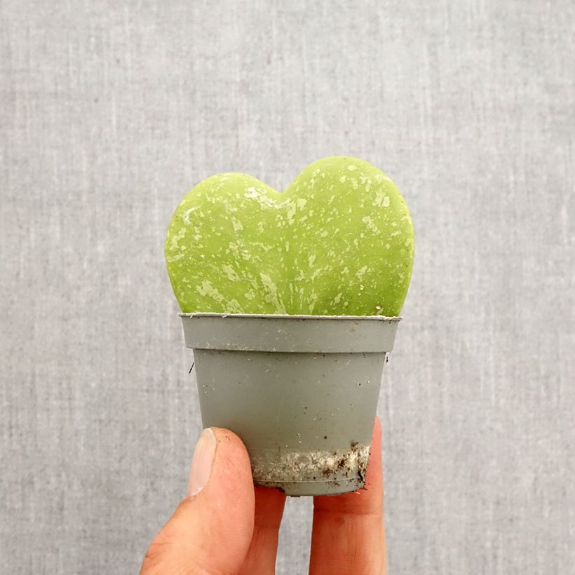 Hoya kerrii Splash - Hoya heart Mini-plante sample as delivered in spring