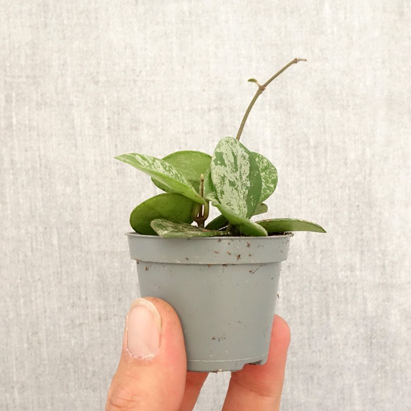 Hoya carnosa x serpens Mathilde Splash - Wax plant Mini-plante sample as delivered in spring