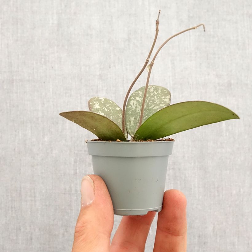 Hoya sigillatis - Wax plant Mini-plante sample as delivered in spring