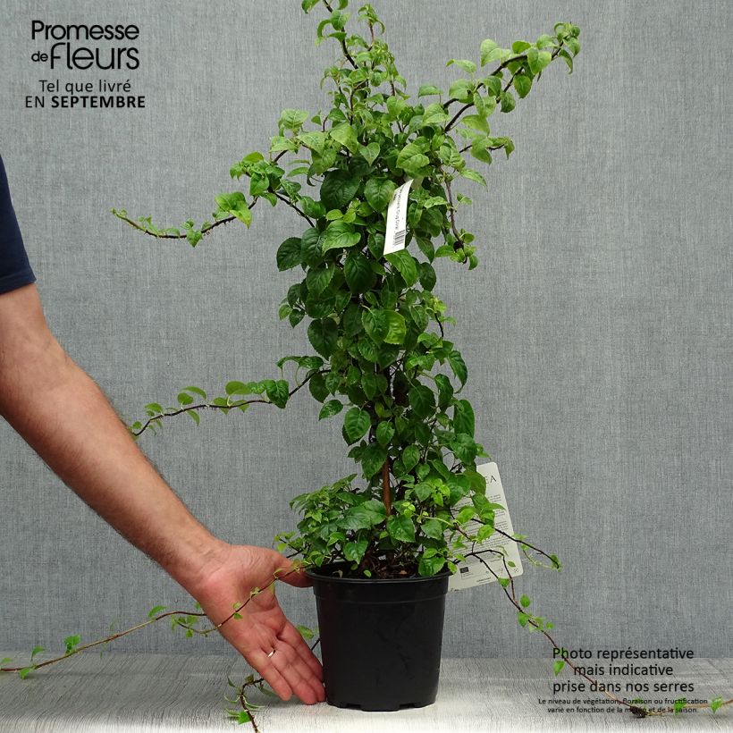 Hydrangea anomala Crug Coral- Climbing Hydrangea 2L/3L pot sample as delivered in autumn