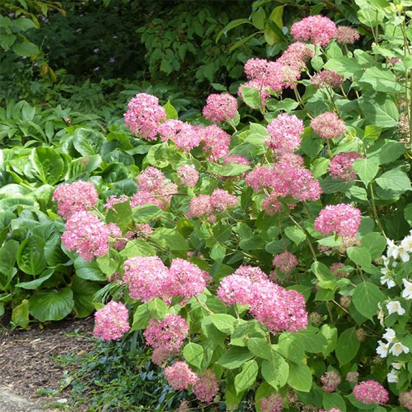 Hydrangea arborescens Pink Annabelle - Invicibelle (Plant habit)