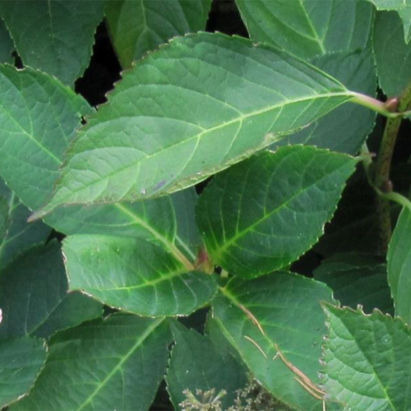 Hydrangea macrophylla Mariesii Perfecta (Foliage)