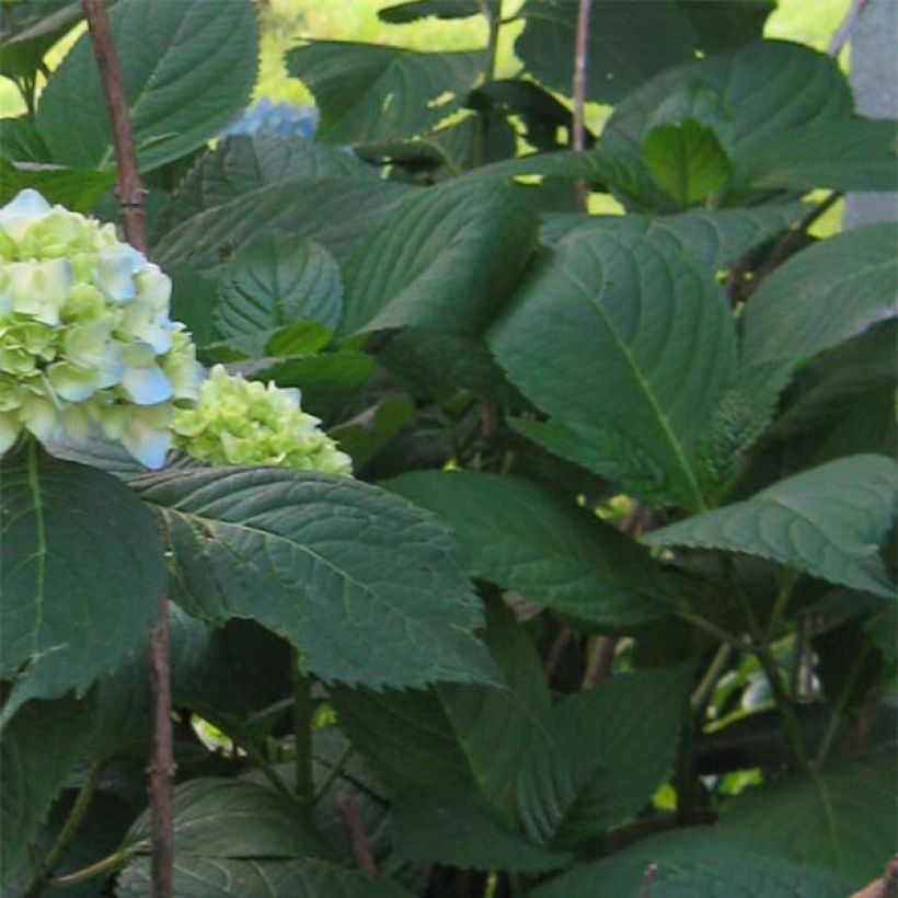 Hydrangea macrophylla Nikko Blue (Foliage)