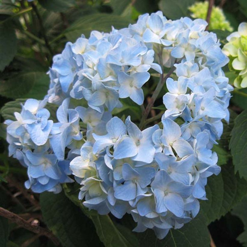 Hydrangea macrophylla Nikko Blue (Flowering)