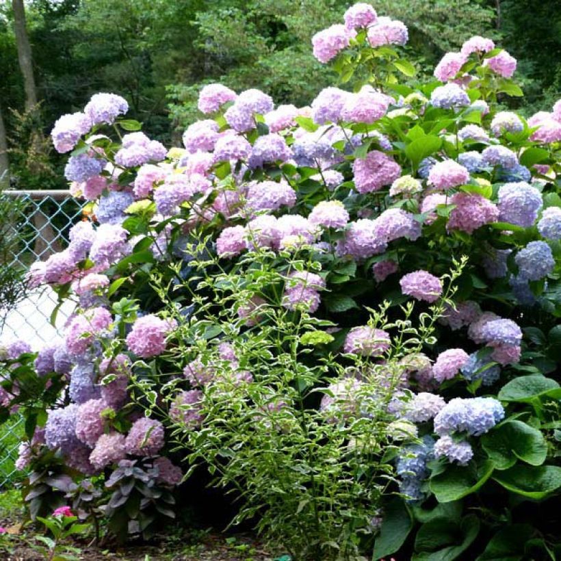 Hydrangea macrophylla Nikko Blue (Plant habit)