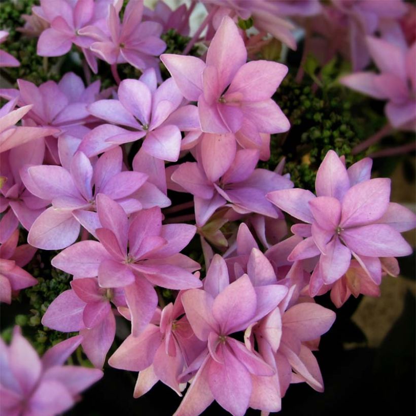 Hydrangea macrophylla You and Me Romance (Flowering)