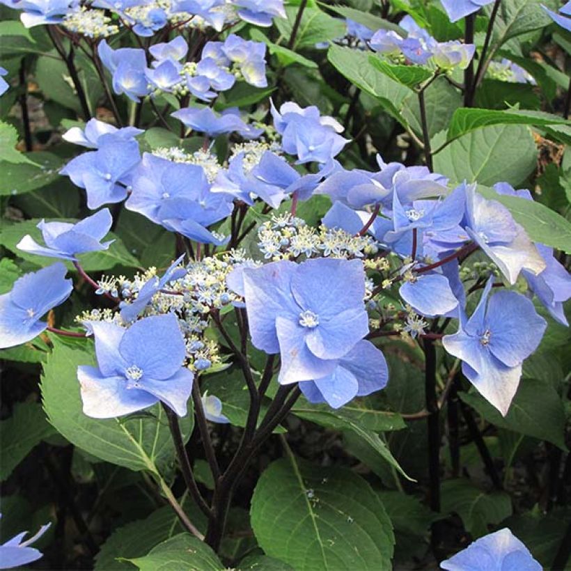 Hydrangea macrophylla Zorro bleu (Flowering)