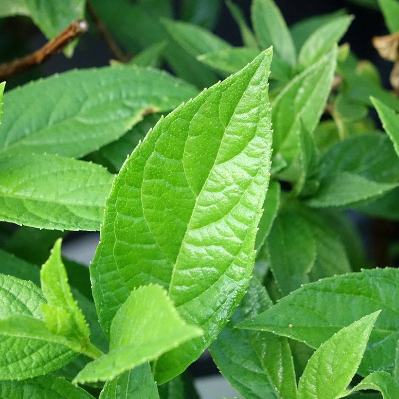 Hydrangea paniculata Bloody Marie (Foliage)