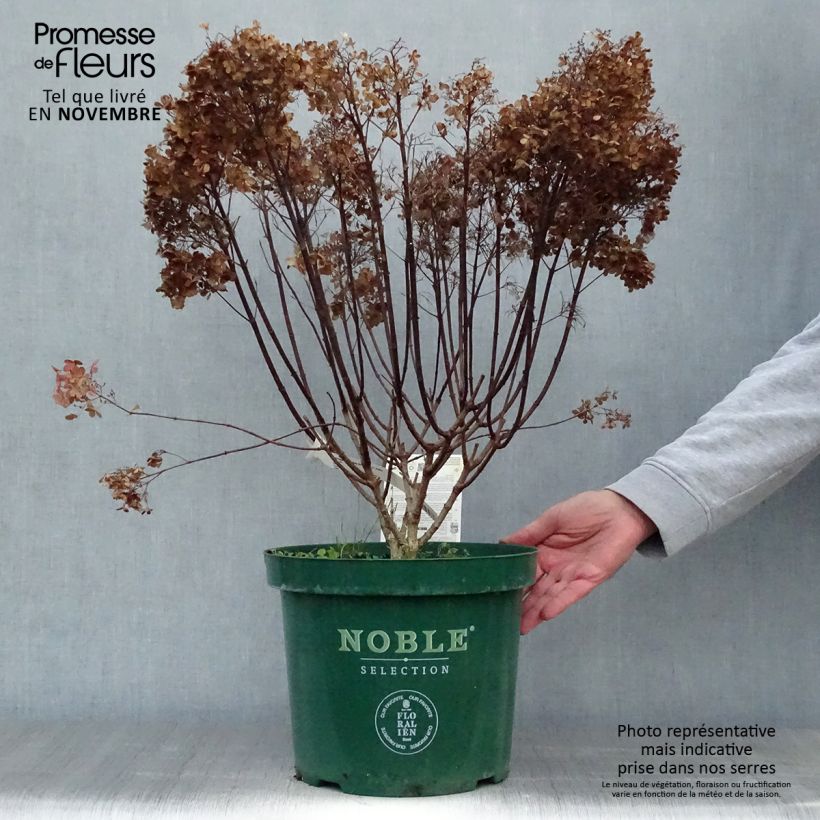 Hydrangea paniculata Bobo en pot de 10L sample as delivered in autumn