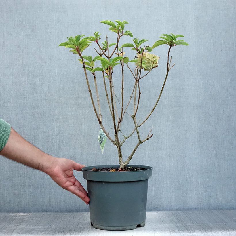 Hydrangea paniculata Bobo 6L/7L pot sample as delivered in summer