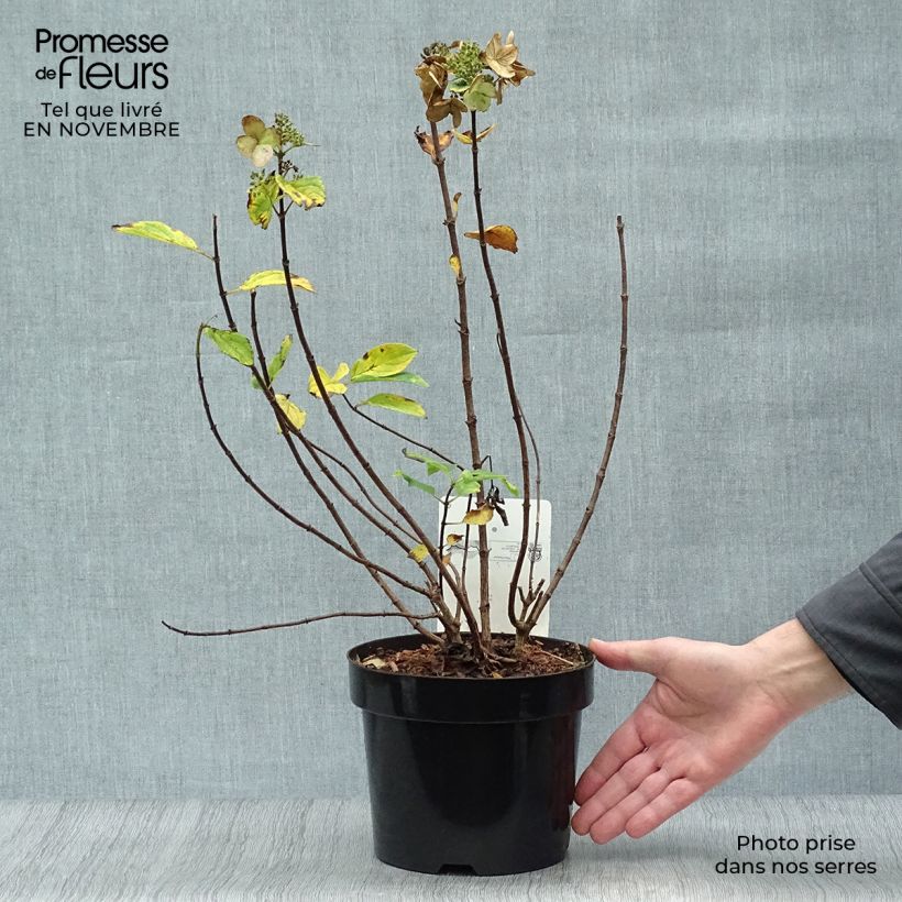 Hydrangea paniculata Darts Little Dot 3L/4L pot sample as delivered in autumn