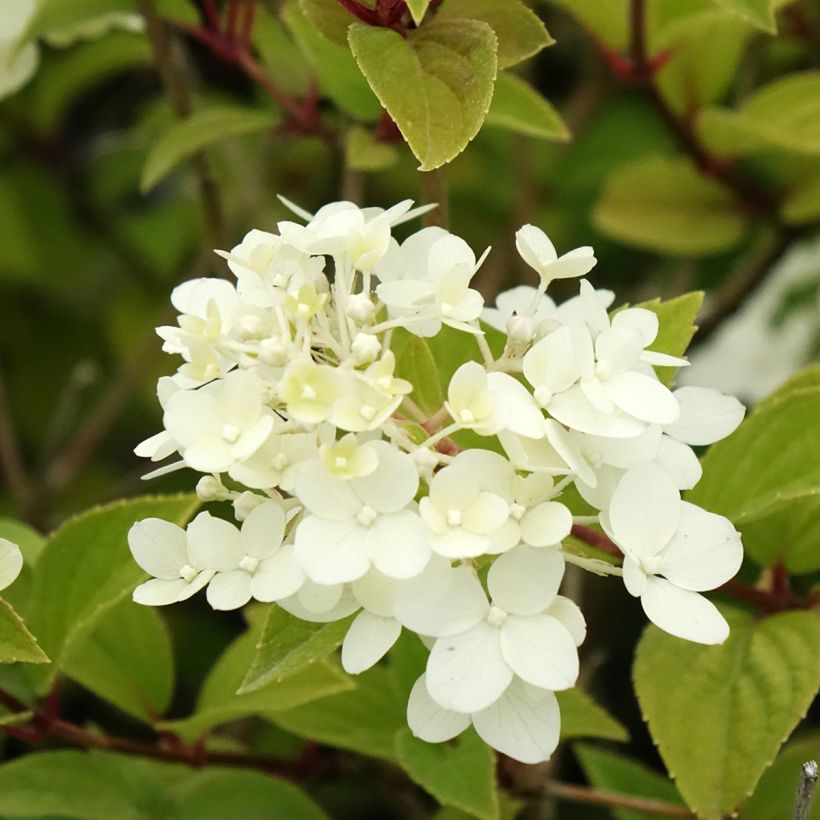 Hydrangea paniculata Dharuma (Flowering)