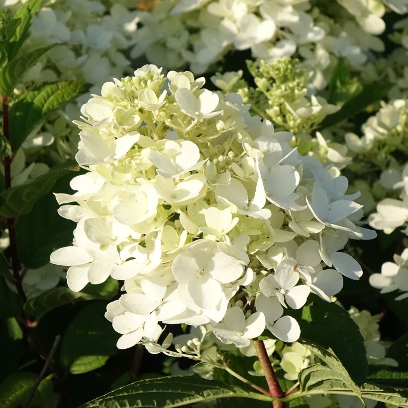 Hydrangea paniculata Fire Light (Flowering)