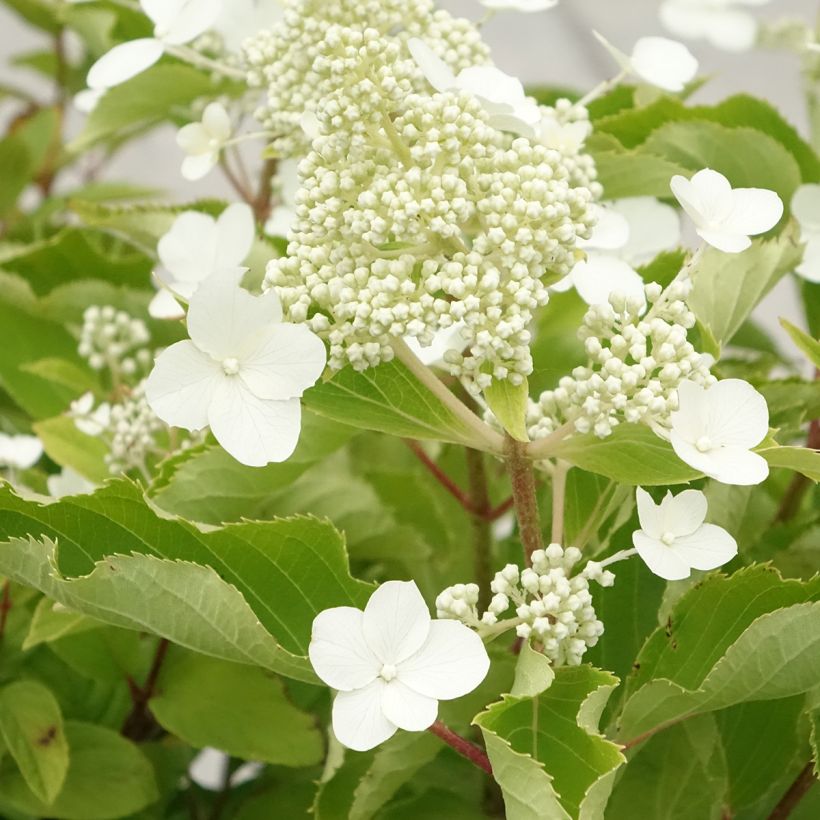 Hydrangea paniculata Levana (Flowering)