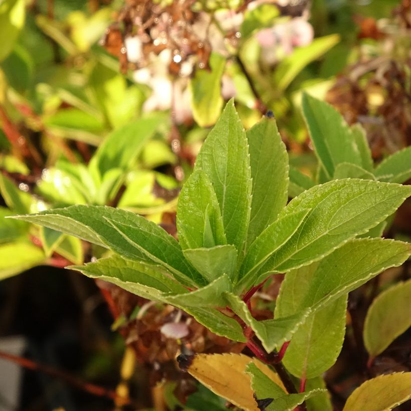 Hydrangea paniculata Mojito (Foliage)