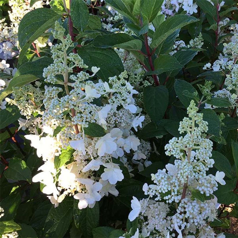 Hydrangea paniculata Pinky Winky (Flowering)