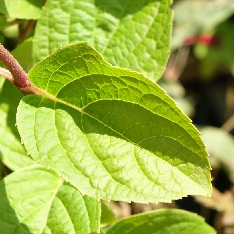 Hydrangea paniculata Silver Dollar (Foliage)