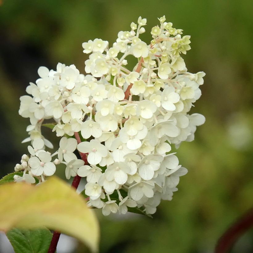 Hydrangea paniculata Sundae Fraise (Flowering)