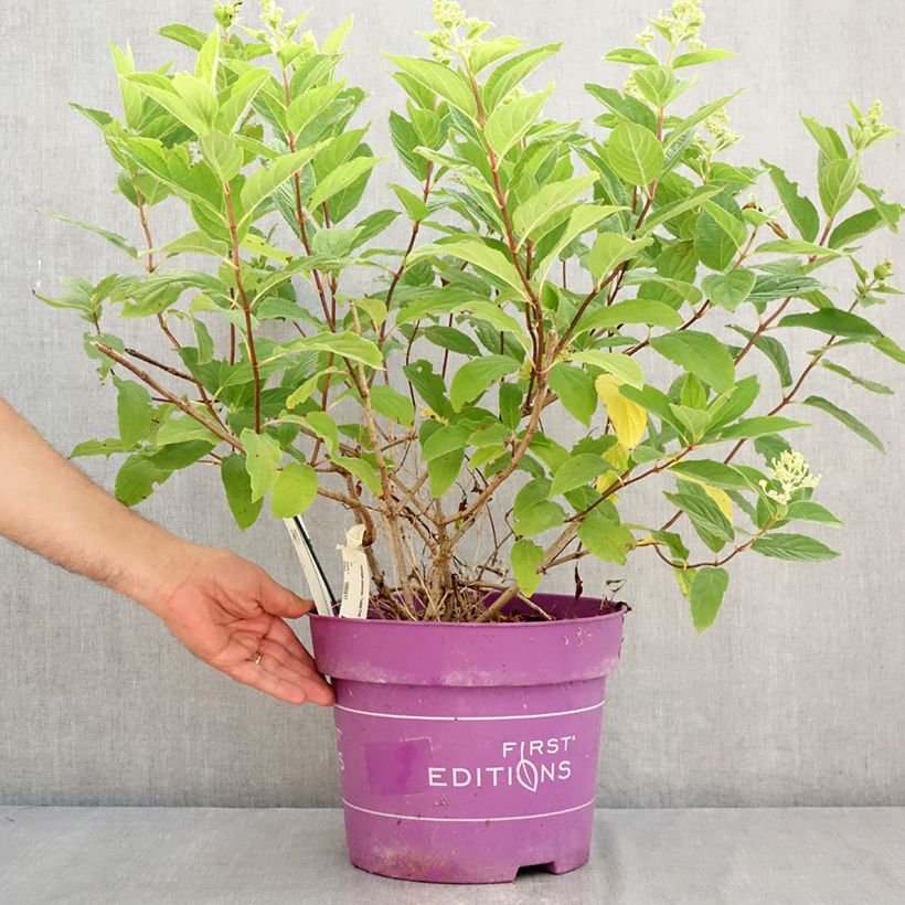 Hydrangea paniculata Tickled Pink 7.5L/10L pot sample as delivered in summer