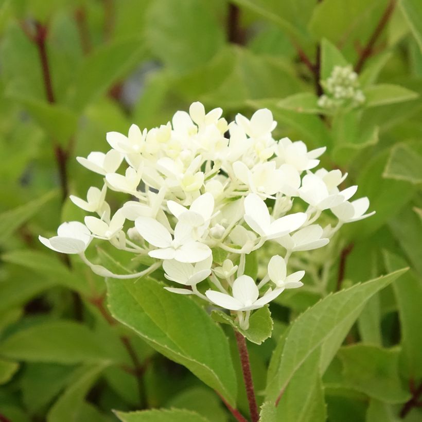 Hydrangea paniculata Unique (Flowering)