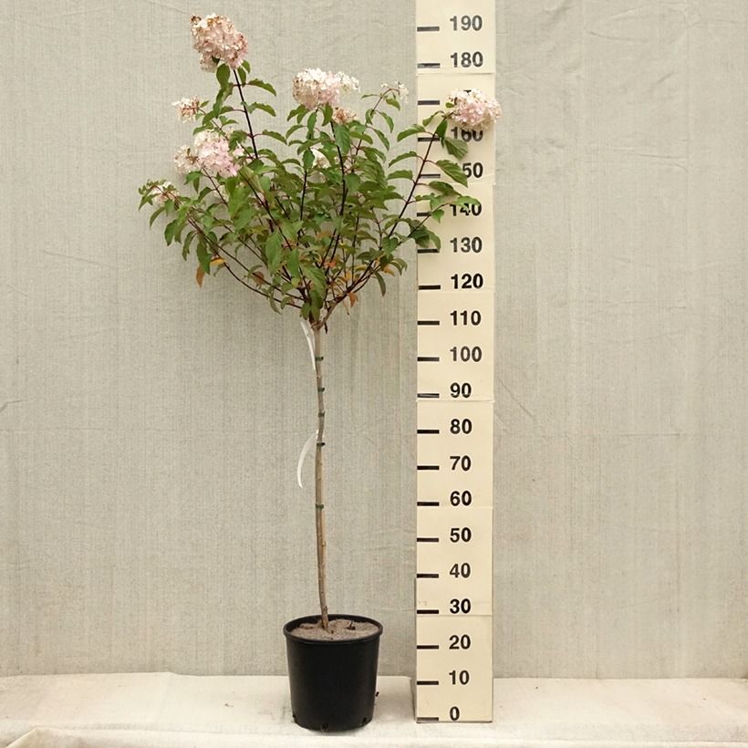Hydrangea paniculata Vanille Fraise 6L/7L pot sample as delivered in autumn