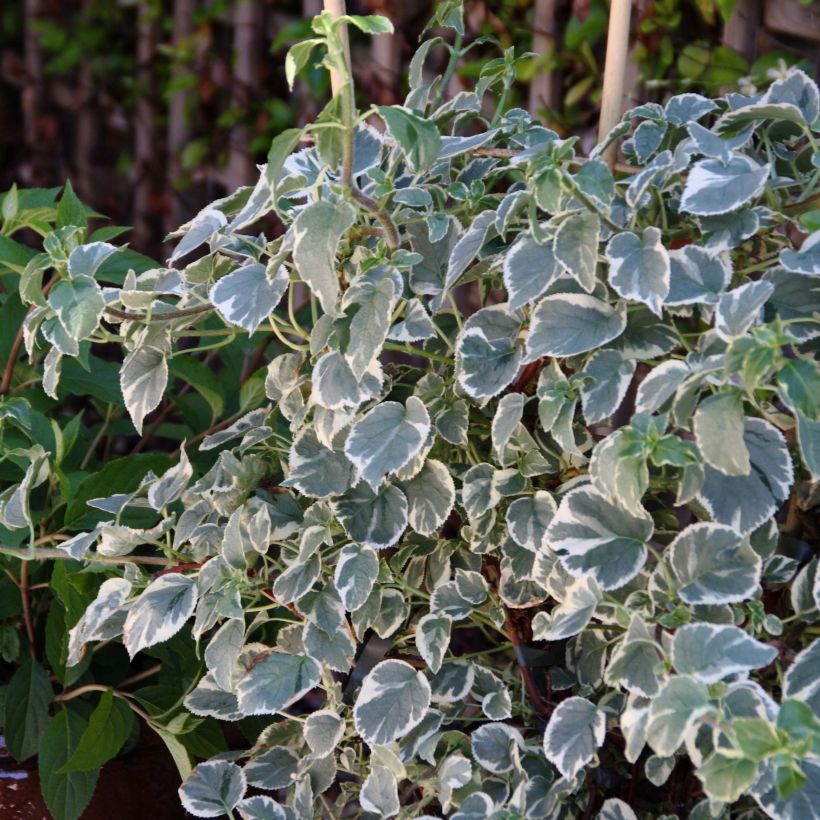 Hydrangea petiolaris Silver Lining- Climbing Hydrangea (Plant habit)