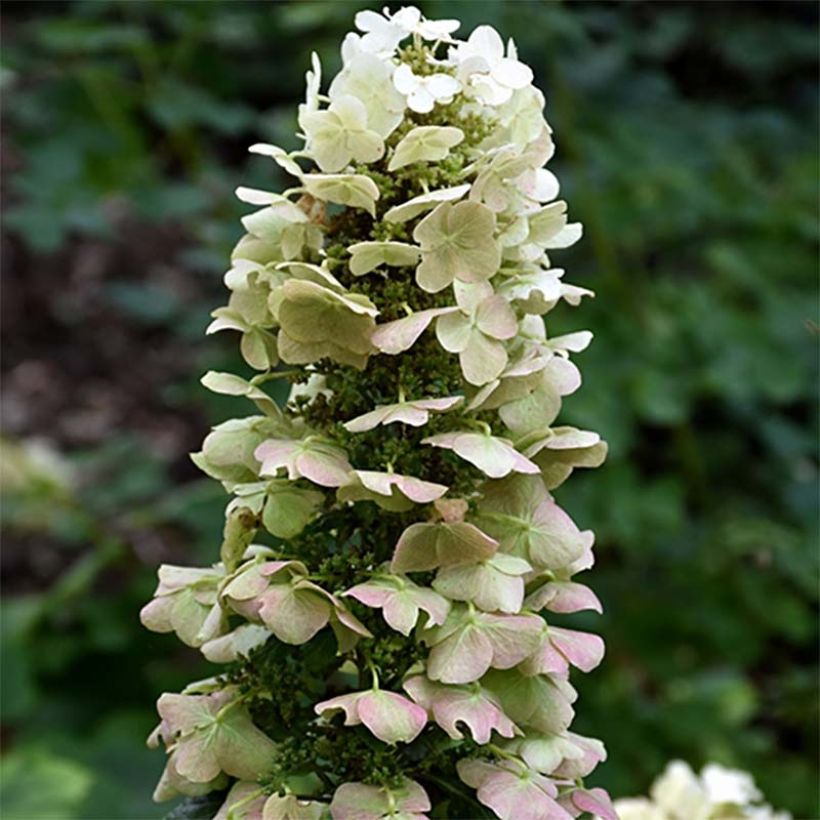 Hydrangea quercifolia Munchkin (Flowering)