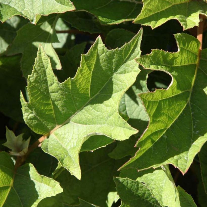 Hydrangea quercifolia Munchkin (Foliage)