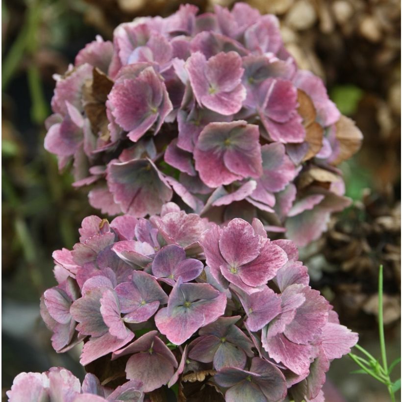 Hydrangea macrophylla Baron Pourpre (Flowering)