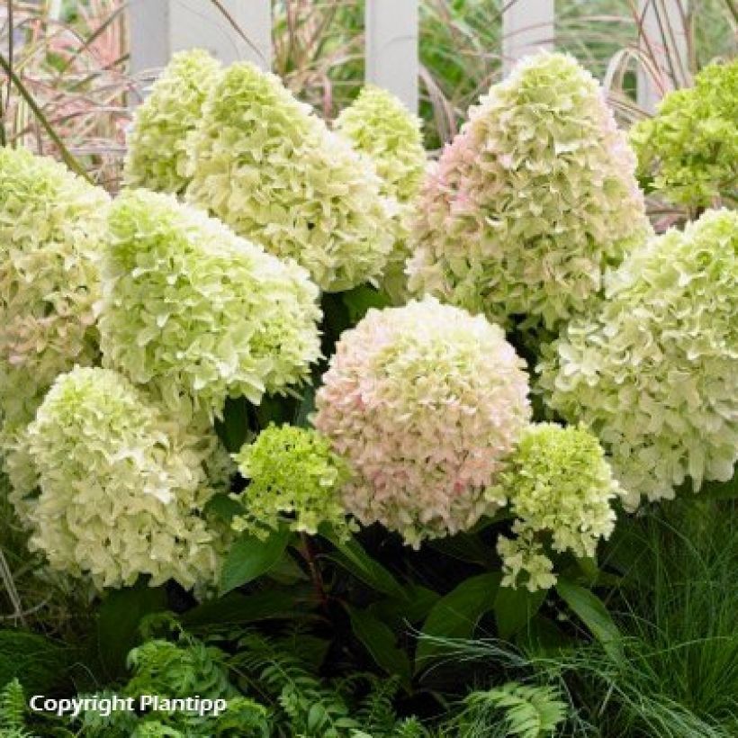 Hydrangea paniculata Little Fresco (Plant habit)